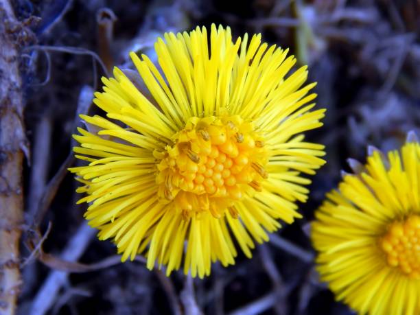 istock The first spring yellow flowers close-up 658436388