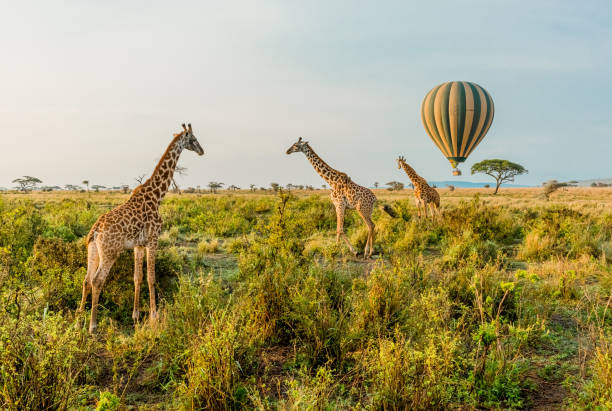 Hot Air Balloons and Giraffes Multiple Giraffes stand infant of a passing by Hot Air Balloon in The Serengeti in Serengeti National Park, Tanzania. tanzania stock pictures, royalty-free photos & images