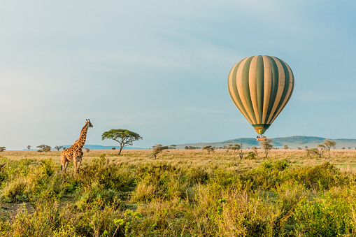 A single Giraffes stand infant of a passing by Hot Air Balloon in The Serengeti in Serengeti National Park, Tanzania.