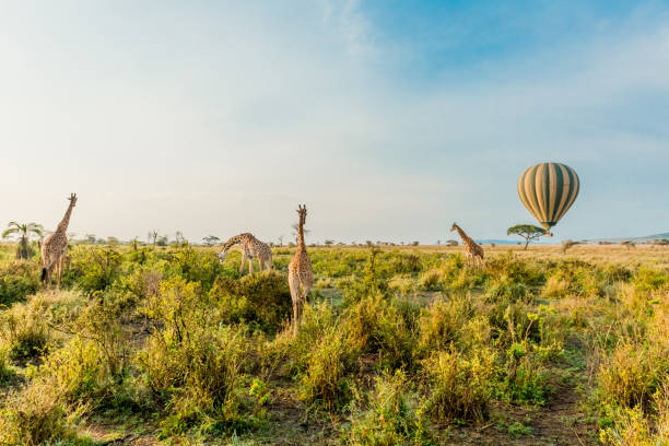 istock Hot Air Balloons and Giraffes 658437182