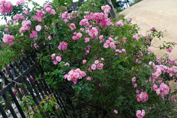 Beautiful fence of a home at Dalat, Vietnam, Climbing roses trellis front of the house, bunch of pink flower with green leaf from rosebush make nice view. Da Lat is city of flower for Viet Nam tourism