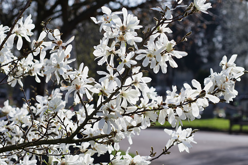 Beautiful fresh magnolia flowers in full bloom. Blossoming trees in spring. Natural floral texture for background.