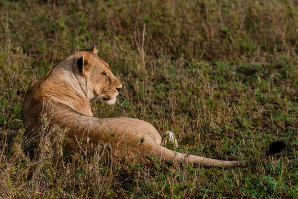 istock Lions in the Serengeti 658440180