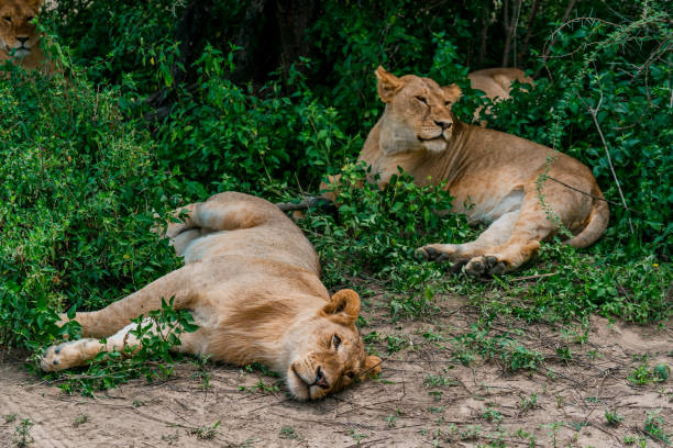 istock Lions in the Serengeti 658440576