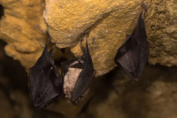 Trio of rare bats about to take flight in a cave in Somerset, England, UK