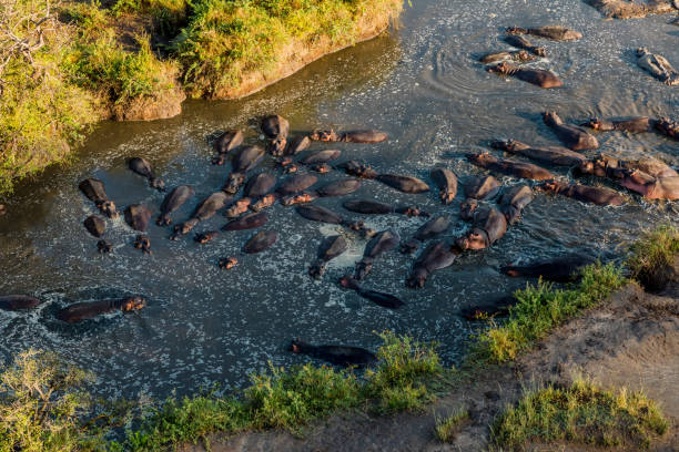 istock Aerial of Hippopotamuses 658442990