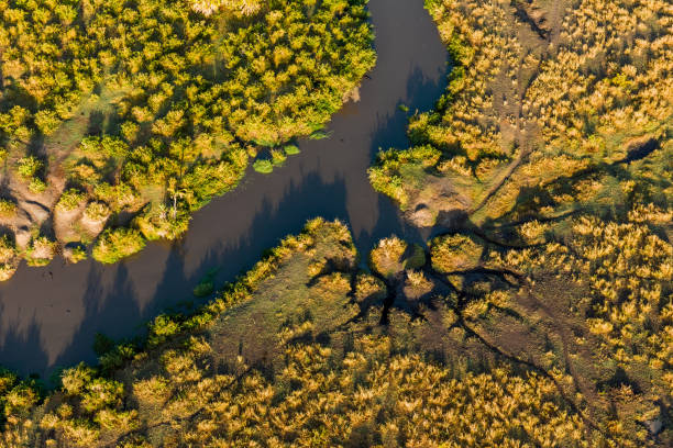 istock Hippopotamus river entrance 658443002