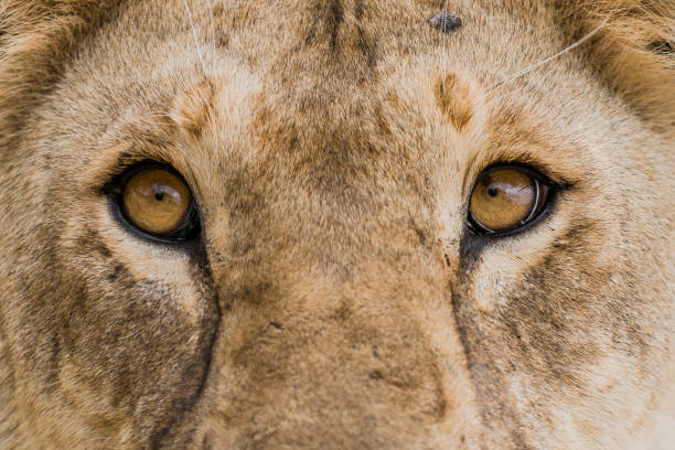 istock Lions in the Serengeti 658443044