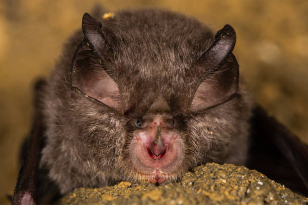Lesser horseshoe bat (Rhinolophus hipposideros) nose Specialized anatomical features involved in echolocation seen on rare bat in the family Rhinolophidae echolocation photos stock pictures, royalty-free photos & images
