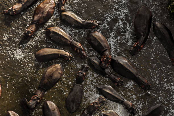 istock Aerial topdown view of Hippopotamuses 658443366