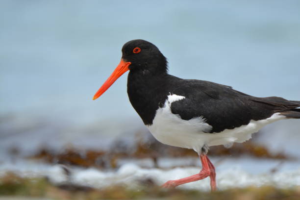 istock Australia, Tasmania Birds 658443850