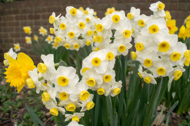 Pretty Daffodil Flowers Photo Of Pretty Daffodil Flowers (Minnow) (Narcissus) narcissus mythological character stock pictures, royalty-free photos & images