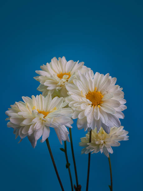 istock Beautiful chrysanthemum as background picture. 658448926