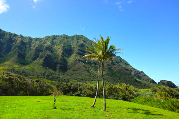 istock Prairie and palm trees and mountains 658451970