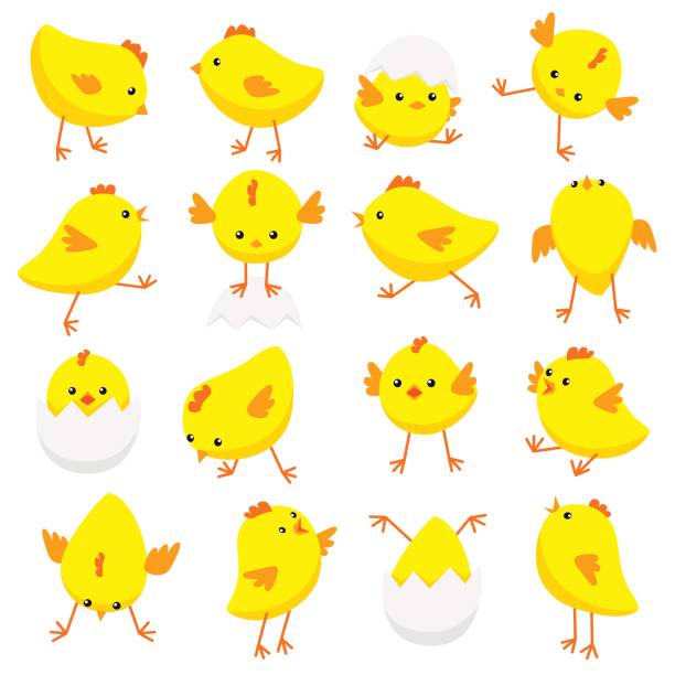ilustrações de stock, clip art, desenhos animados e ícones de eastern chicks in various poses isolated on white background - chicken isolated yellow young animal