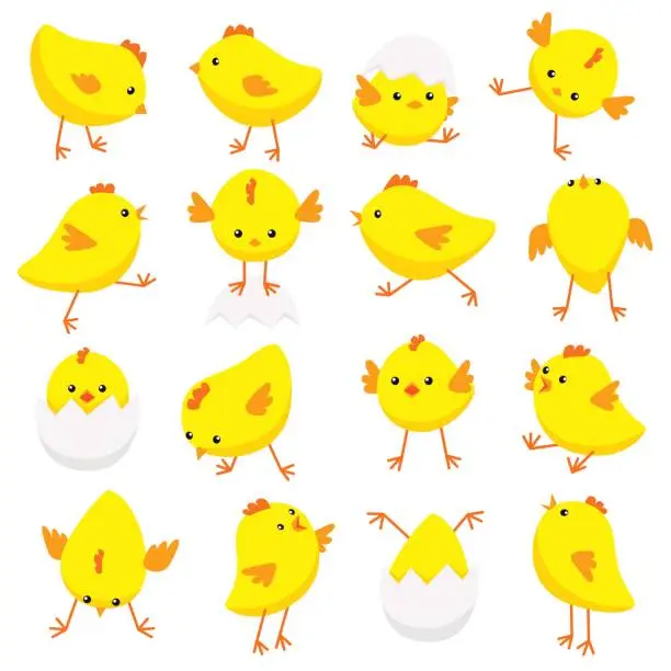 Vector illustration of Eastern chicks in various poses isolated on white background