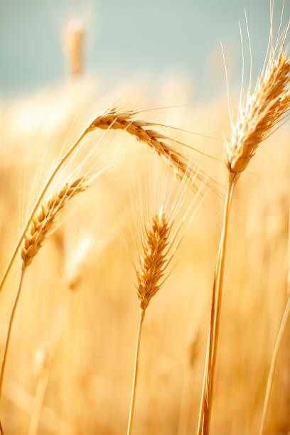 istock Ears of golden wheat 658458270