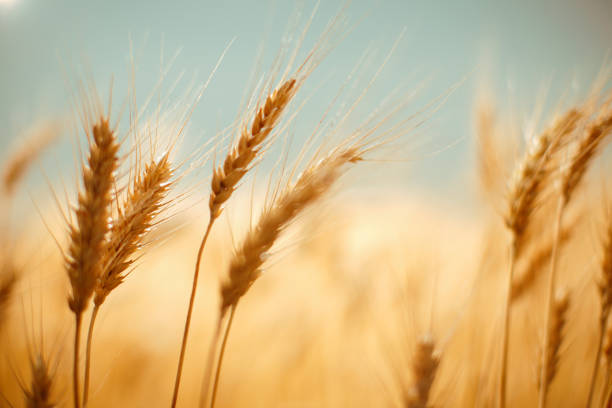 istock Ears of golden wheat 658459038