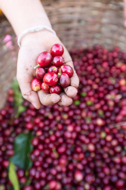 istock organic red cherries coffee beans in hands 658459142