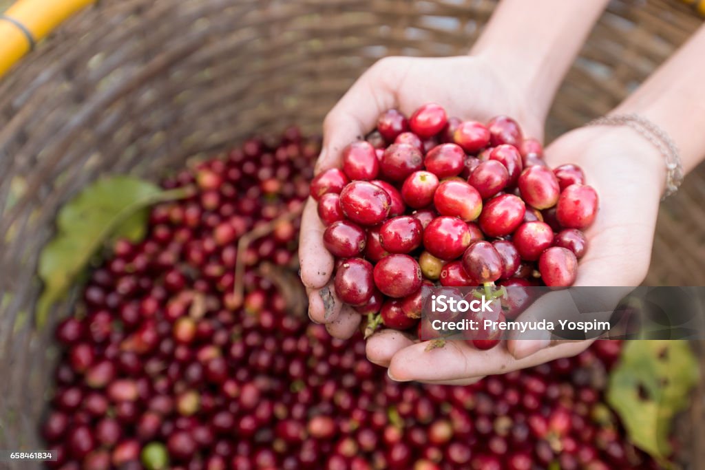 grãos de café orgânico cerejas vermelhas nas mãos - Foto de stock de Café - Colheita royalty-free