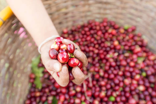 istock organic red cherries coffee beans in hands 658461854