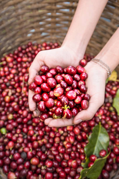 istock organic red cherries coffee beans in hands 658462050