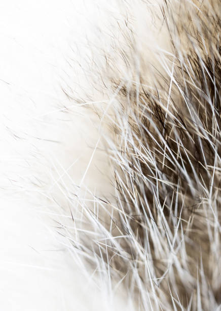 istock Hair on the cat as a background 658462536