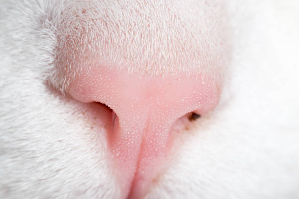 istock Beautiful cat's nose as a background 658462958