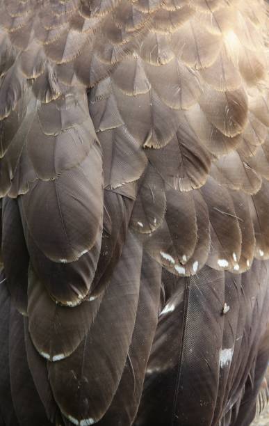 istock eagle or  Falcon Peregrine 658466346