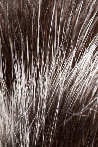 istock Hair on the cat as a background 658466374