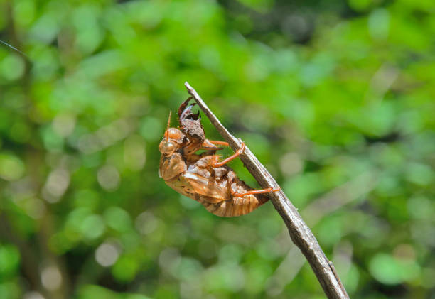 istock Skin of cicada 658469428
