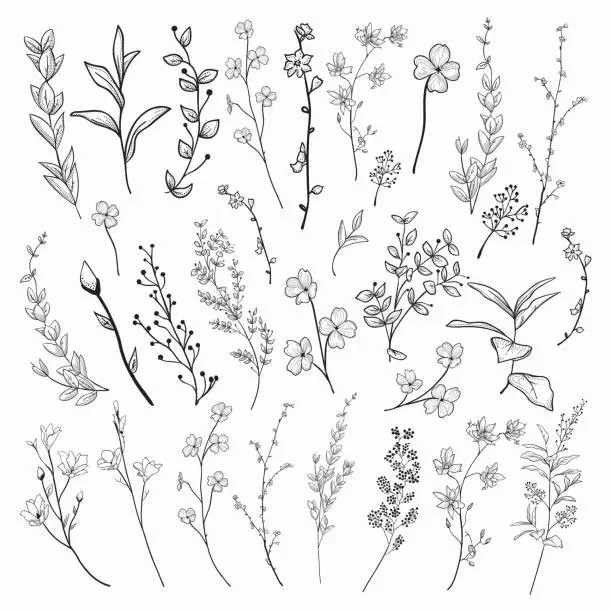 Vector illustration of Black Drawn Herbs, Plants and Flowers. Vector Illustration