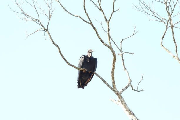 istock Black Vulture, Coragyps atratus 658477130