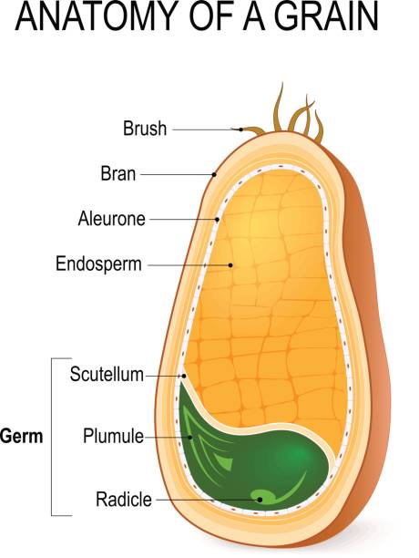 anatomie eines korns. innerhalb des samens. - bran cereal stock-grafiken, -clipart, -cartoons und -symbole