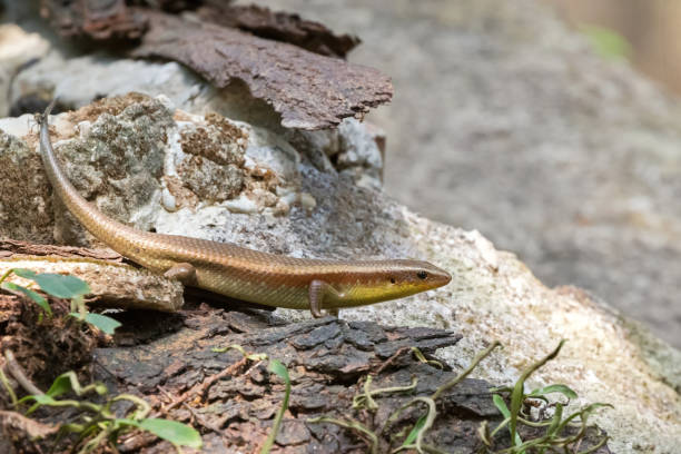istock Common Many-lined sun skink, brown lizard with yellow throat crawling on stone 658479858