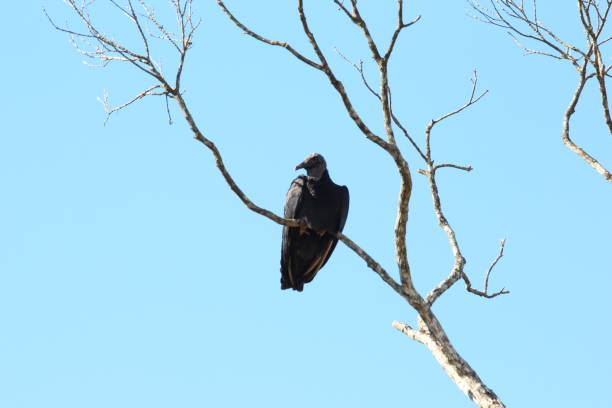 istock Black Vulture, Coragyps atratus 658479964