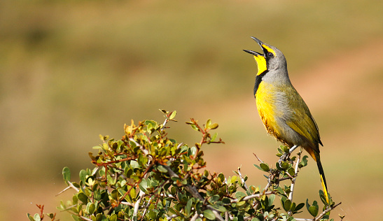 Bokmakierie bird singing call yellow black perched