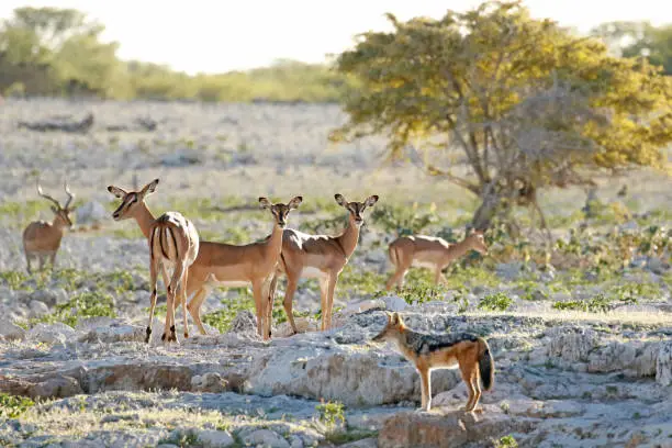 Black-back jackal black-faced impala etosha national park namibia africa game drive wildlife