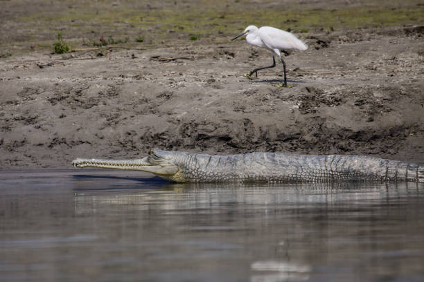 ganges gavial ou gavial et petite aigrette en voie de disparition sur les rives de la rivière narayani-rapti, parc national de chitwan - gavial photos et images de collection