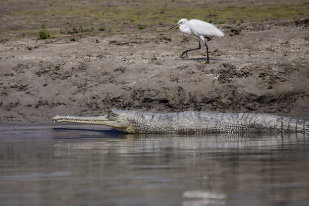Endangered Ganges Gavial or Gharial and Little egret on the banks of Narayani-Rapti river, Chitwan National Park Nepal chitwan national park photos stock pictures, royalty-free photos & images