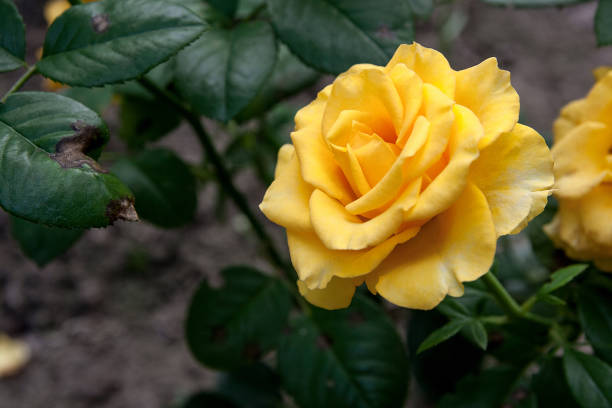 istock Yellow rose in the garden 658484230