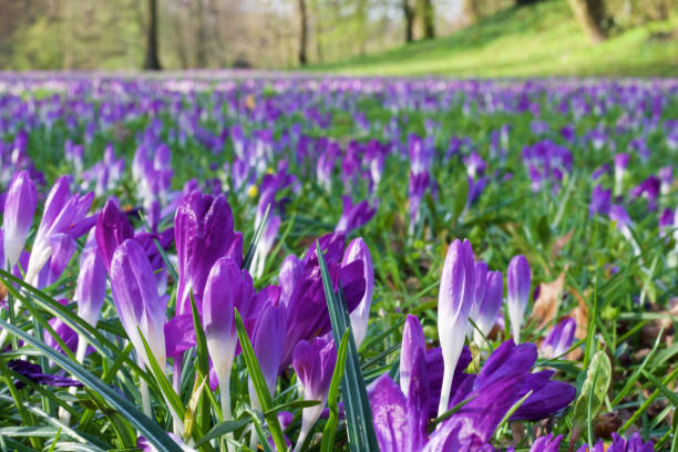 istock A meadow full of crocuses 658484522