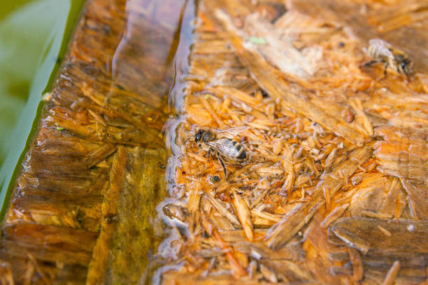 istock Bees drinking water on the wooden plank at the summer. 658486612