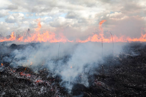 istock The big fire in the field 658487678