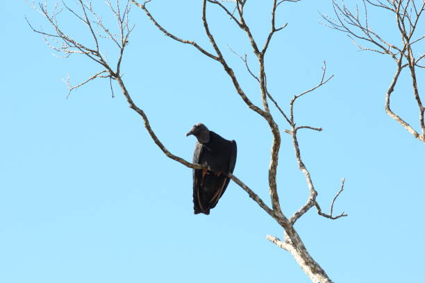 istock Black Vulture, Coragyps atratus 658488028