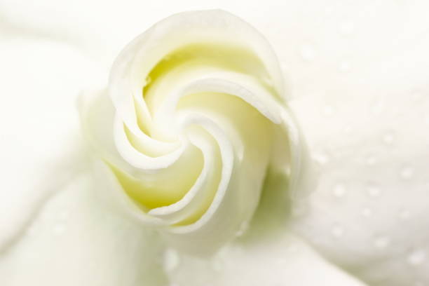 Sweet soft and blur Gardenia jasminoides or Cape jasmine flower. stock photo