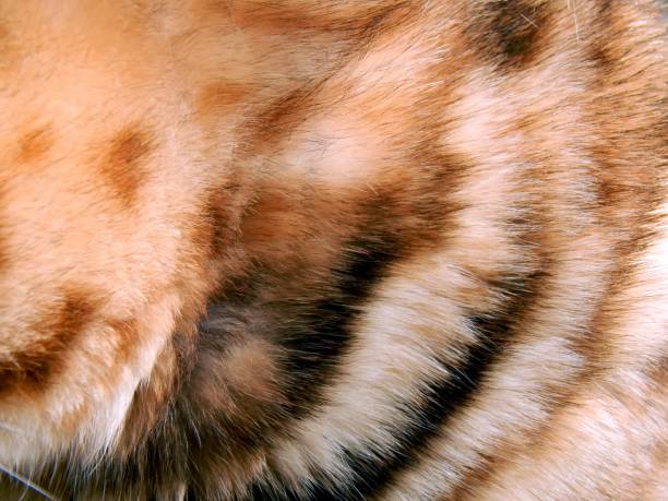 istock Texture of wild leopard wool close-up 658491092