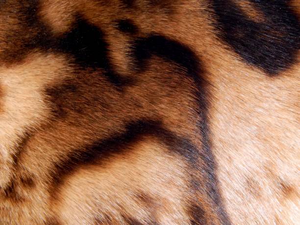 istock Texture of wild leopard wool close-up 658491116
