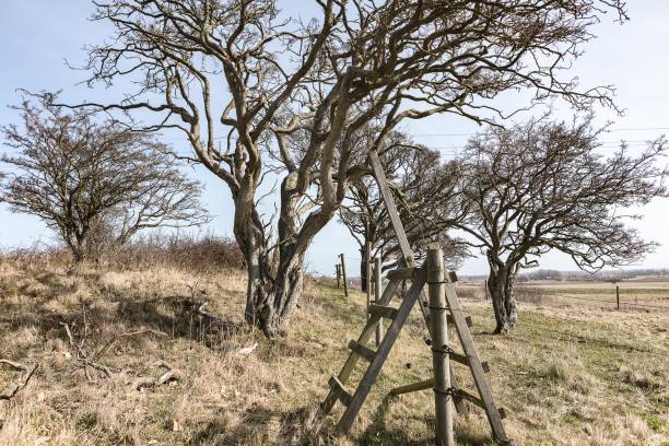 istock Nature Reserve on the Swedish Westcoast 658491458