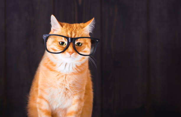 Domestic tabby cat with eyeglasses.